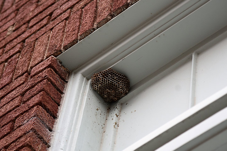 We provide a wasp nest removal service for domestic and commercial properties in East Ham.